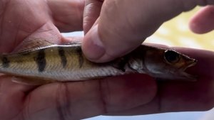 Судак на пенопласт #мормышинг