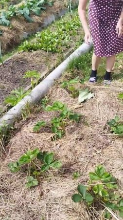 Как спасти клубнику от птиц