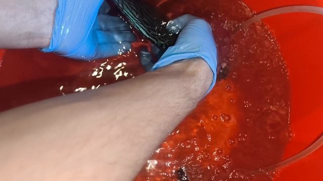 Шикарные дискусы в Волгоград
