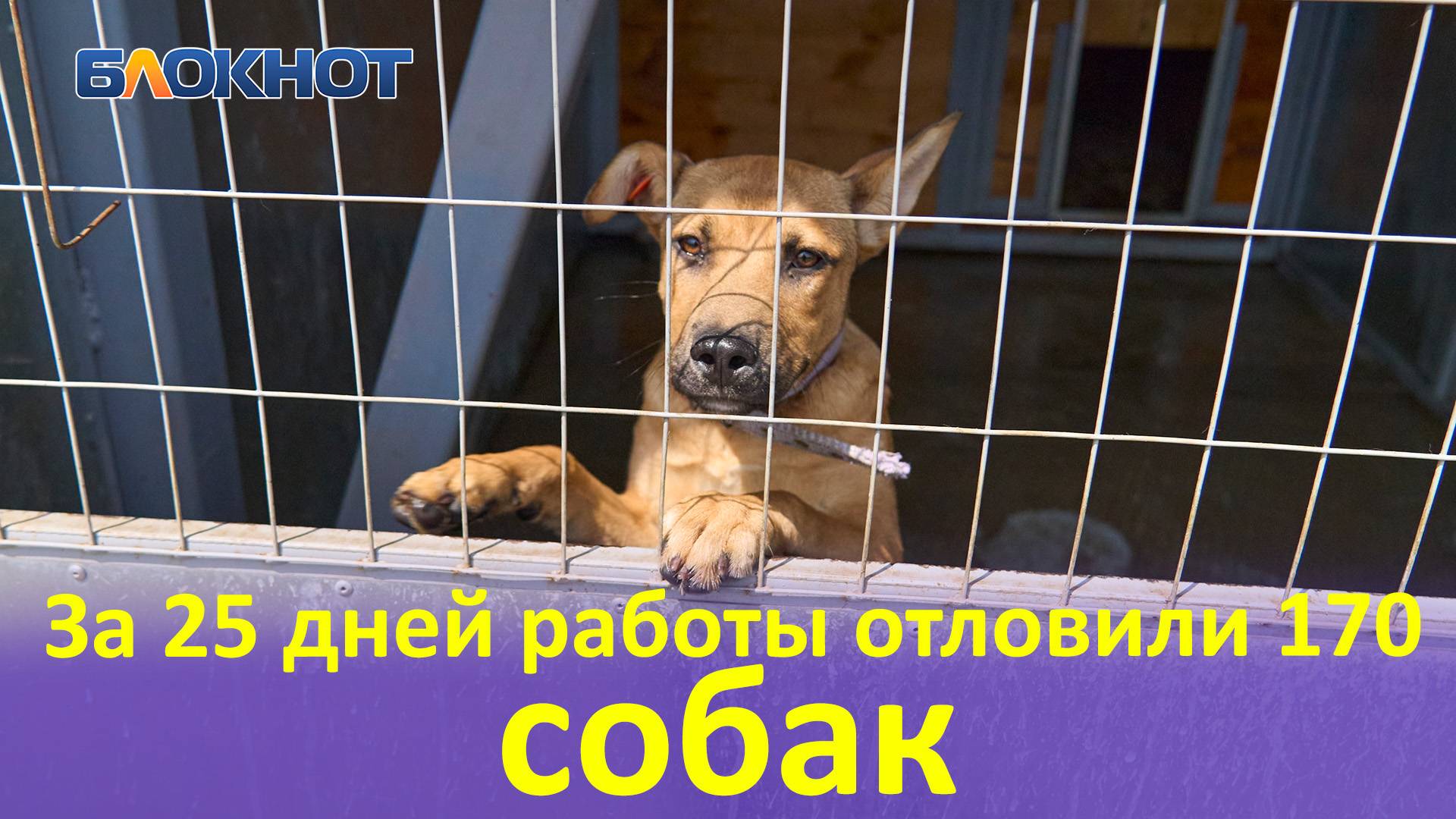 В Краснодаре показали новый городской приют для бездомных собак