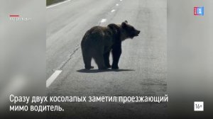 На трассе под Надымом гуляют медведи