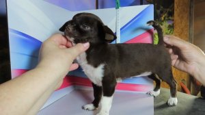 #СКИДКИ_в_видео_ЦЕНА Шанелька Др 02.03.25 #купить_щенка_чихуахуа_продаю 89215950848 ЕСТЬ ДОСТАВКА