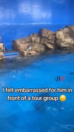 AnimalsVideo4