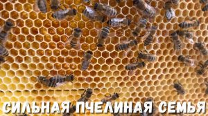 Сильная пчелиная семья: основа успешного пчеловодства!