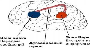 3-3-1  Фемтобиология интрацитного наполнения  полупара психических состояний  Гендерность например
