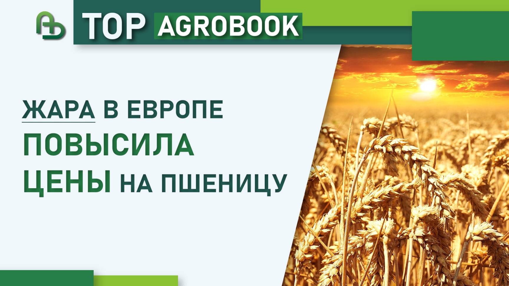 Жара в Европе повысила цены на пшеницу | TOP Agrobook: обзор аграрных новостей