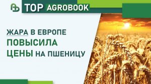 Жара в Европе повысила цены на пшеницу | TOP Agrobook: обзор аграрных новостей