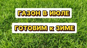 Газон в июле, готовим к зиме.