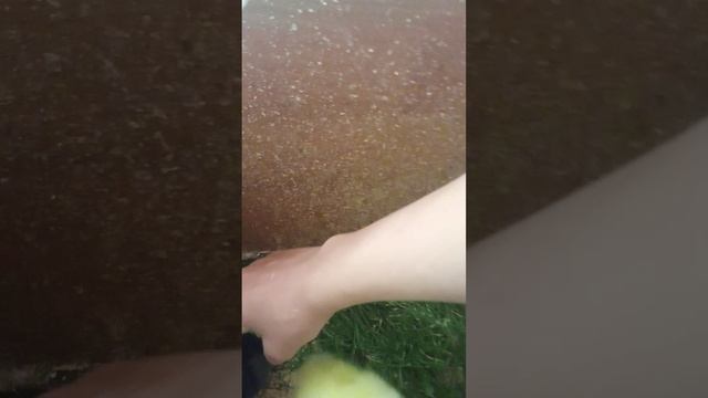 супер редкий цыплёнок