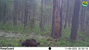 Росомаха в заповеднике "Кивач", Республика Карелия. 11.06.2025 г.