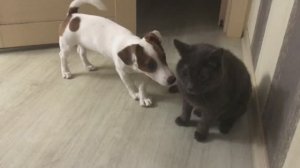 Щенок джек рассела и кошка