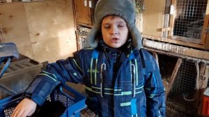 Обзор - Кролик "Серебристый"