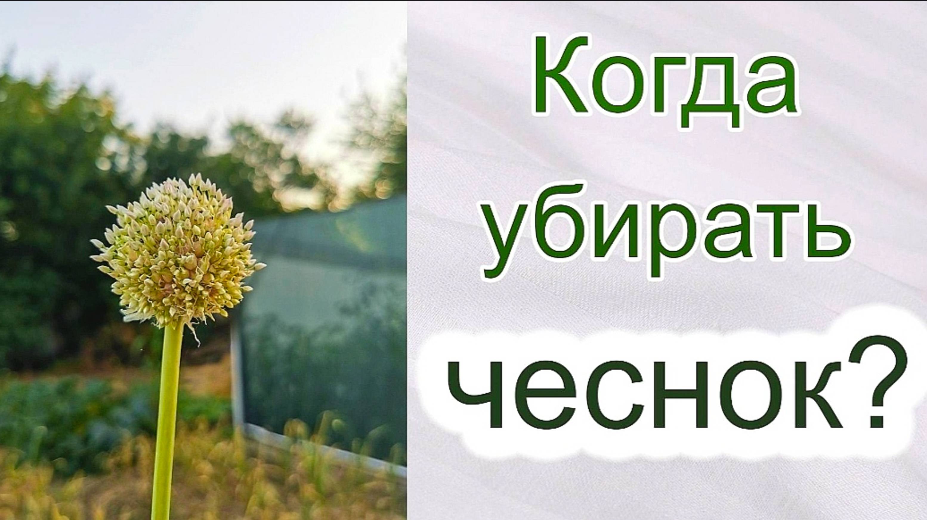 Когда убирать чеснок с грядки на хранение
