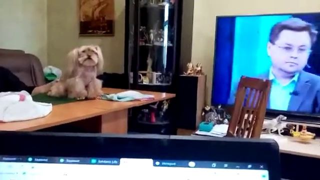 Недостриженный смотреть онлайн