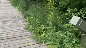 Медитация в лесу