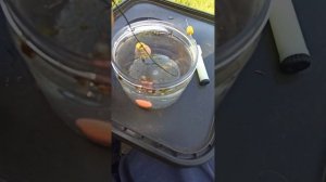 Анти-карфишинг. Третий выезд. Пока ничего. Немного о спиннинге Nautilus IntegraL.