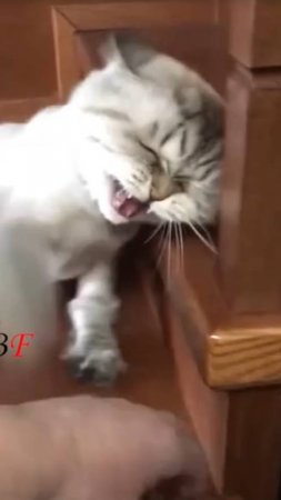 AnimalsVideo