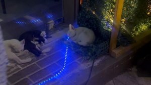 Кошки Катара. Мама и ее 5 котят
