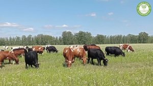 Медитация созерцание коров