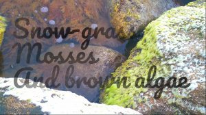 Snow-grass mosses and brown algae