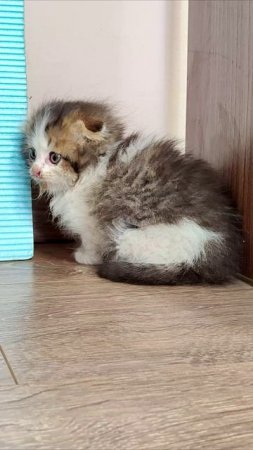 Забавный котенок, прекрасное настроение после еды часть 1. #котенок 4k