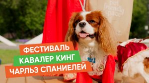 Кавалер Кинг Чарльз Спаниель – идеальный компаньон? Отзывы и впечатления с фестиваля