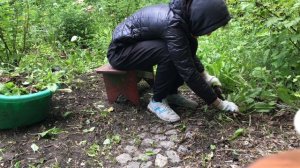 Ищем каменные дорожки в сорняках. Расчистка заросшего участка