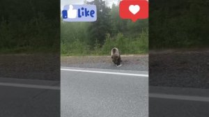 🐻🐻🐻