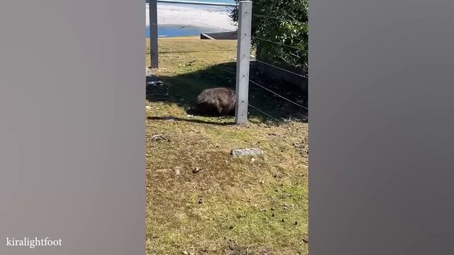 Забавные Животные Заставят Вас Смеяться До Упаду!