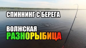 Спиннинг с берега! На тейлик клюнула неожиданная рыба! Нижегородская область Волжская разнорыбица.
