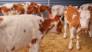 Бычки в Лихой.25.06.25г.8 909 408 9387