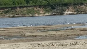 Цапля и чайки  на реке Оке.