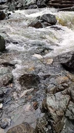 Водичка