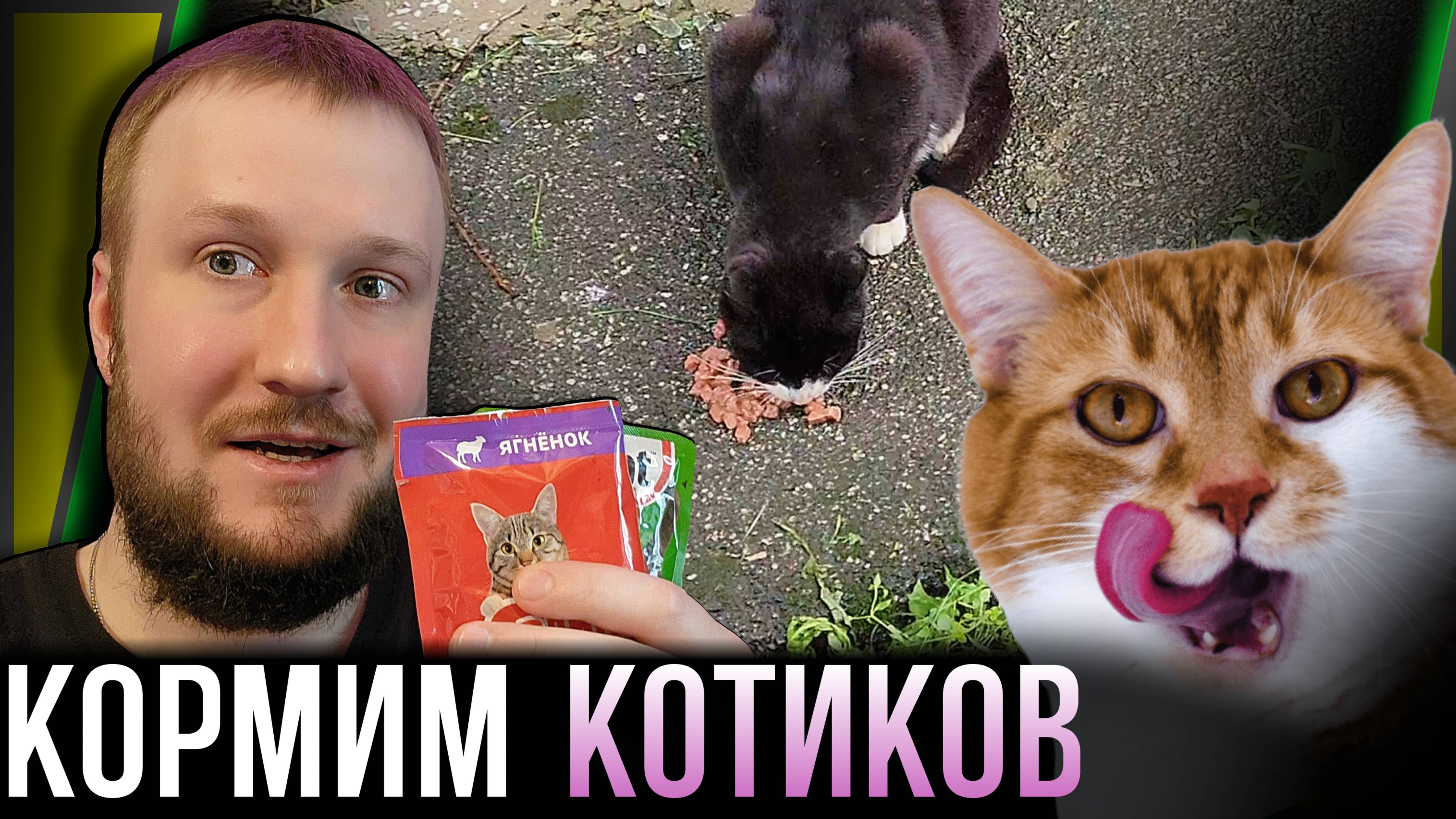 КОРМИМ БЕЗДОМНЫХ КОТИКОВ