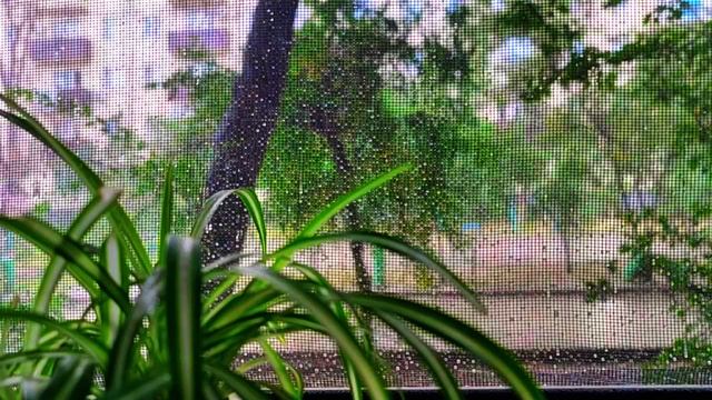 Relaxing Playlist of Bossa Nova Covers for a Chill Vibe 🎶🌿