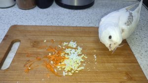 Попугай Василий кушает перепелиное яйцо и морковь