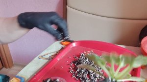 Пересаживаю свои новинки.