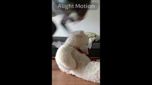 видео по квд