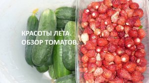 Лето радует красотой: мой цветник, пасека, обзор томатной теплицы по сортам.