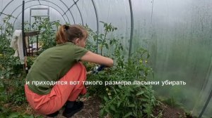 Грустно обрезать такие большие пасынки
