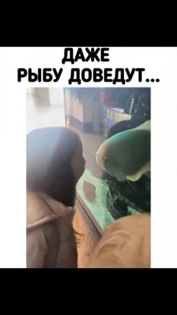 Даже рыбу доведут...