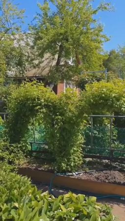 Как выращивать малину арками
