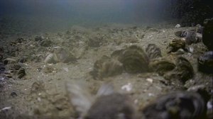 1000045363.mp4Волга гл.5м.25.06.2025г.