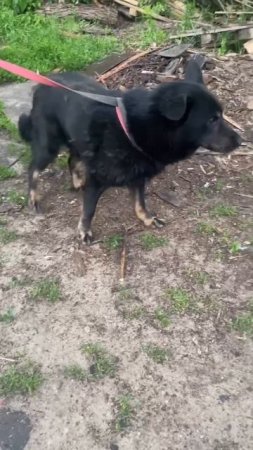 Наш приют переполнен и закрыт на прием новых животных, но новенькие все равно поступают💔