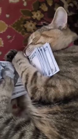 Это всё моё!