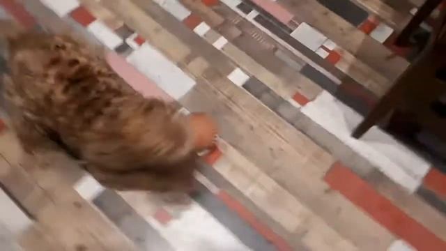 03 Ринго смотреть онлайн