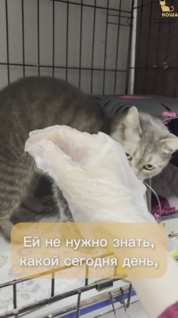 Мусёна ждёт вас в приюте #Муркоша