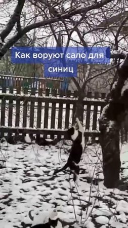 Новый вид синиц!