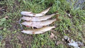 Судака Нет Зато Есть Щука | Рыбалка на Верхневолжских Озёрах