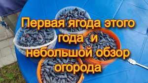 Дачные будни. Первая ягода в этом сезоне